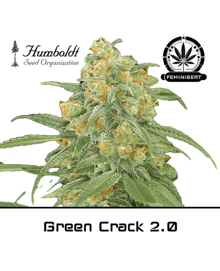 Product_Green Crack 2.0 - Humboldt Seeds_Cannadusa_Marketplace_Buy