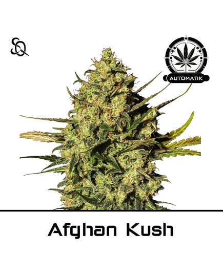 Product_Automatik Afghan Kush_Cannadusa_Marketplace_Buy