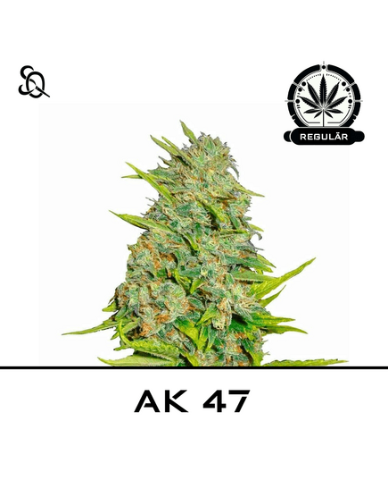 Produkt_AK 47 Regulär__Cannadusa_Marktplatz_Kaufen