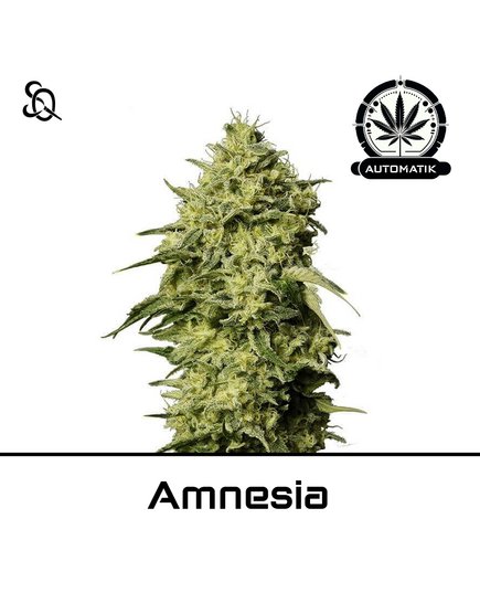 Product_Automatik Amnesia_Cannadusa_Marketplace_Buy