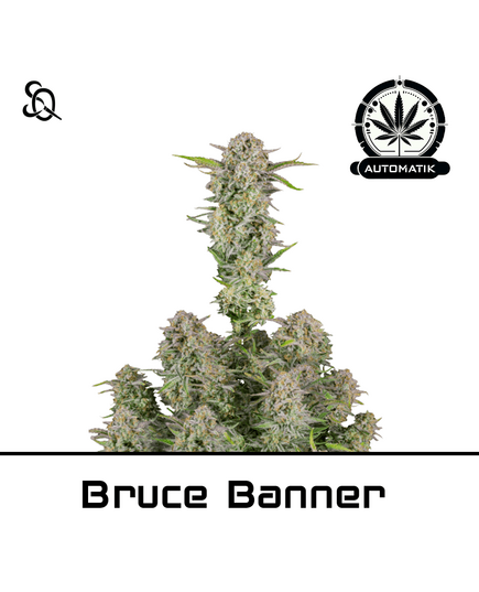 Product_Automatik Bruce Banner_Cannadusa_Marketplace_Buy