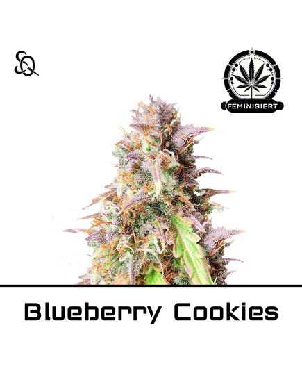 Product_Blueberry Cookies_Cannadusa_Marketplace_Buy