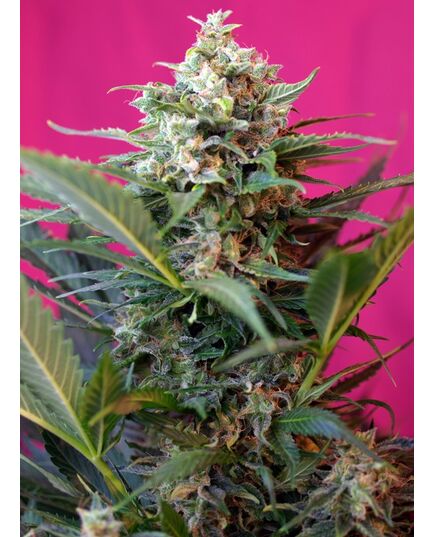 Product_Auto Big Devil XL – Sweet Seeds, 2 image_Cannadusa_Marketplace_Buy