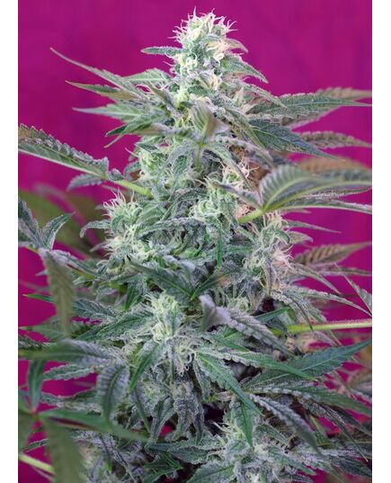 Product_Big Foot – Sweet Seeds, 2 image_Cannadusa_Marketplace_Buy