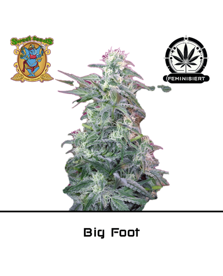 Produkt_Big Foot – Sweet Seeds__Cannadusa_Marktplatz_Kaufen