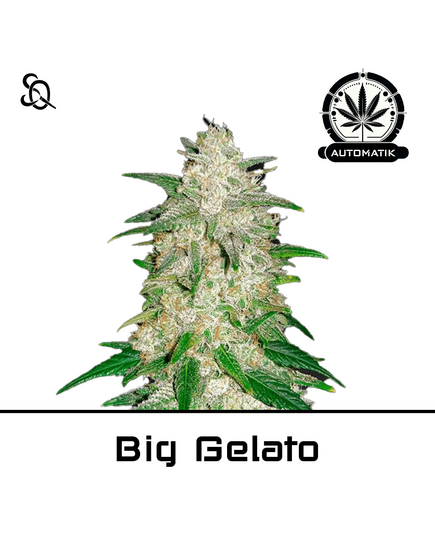 Produkt_Automatik Big Gelato__Cannadusa_Marktplatz_Kaufen