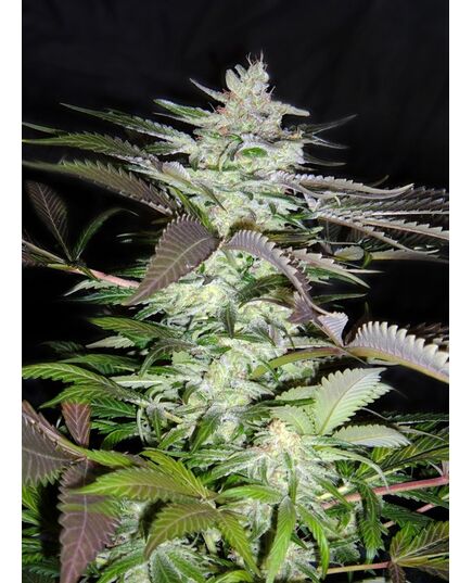 Product_Black Jack – Sweet Seeds, 2 image_Cannadusa_Marketplace_Buy