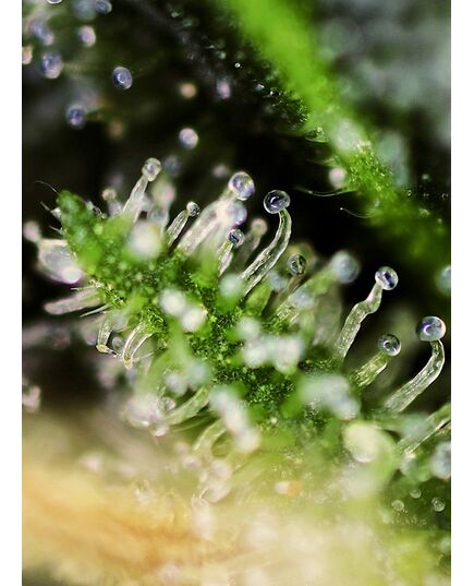 Product_Black Jack – Sweet Seeds, 4 image_Cannadusa_Marketplace_Buy