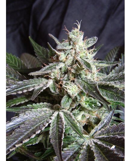 Product_Black Jack – Sweet Seeds, 3 image_Cannadusa_Marketplace_Buy