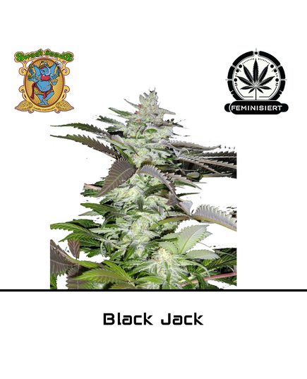 Produkt_Black Jack – Sweet Seeds__Cannadusa_Marktplatz_Kaufen