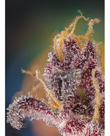 Produkt_Black Muffin F1 Fast - Sweet Seeds_, 3 image_Cannadusa_Marktplatz_Kaufen