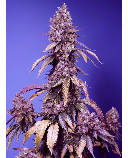 Produkt_Black Muffin F1 Fast - Sweet Seeds_, 2 image_Cannadusa_Marktplatz_Kaufen