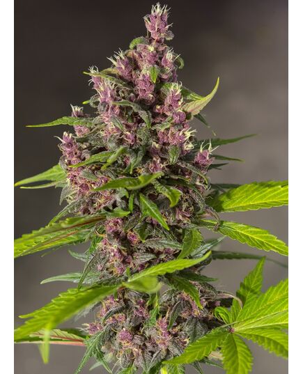 Product_Auto Bloody Skunk – Sweet Seeds, 2 image_Cannadusa_Marketplace_Buy