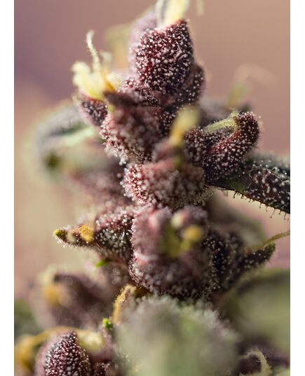 Product_Auto Bloody Skunk – Sweet Seeds, 4 image_Cannadusa_Marketplace_Buy