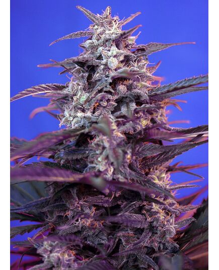 Product_Auto Bloody Skunk – Sweet Seeds, 3 image_Cannadusa_Marketplace_Buy