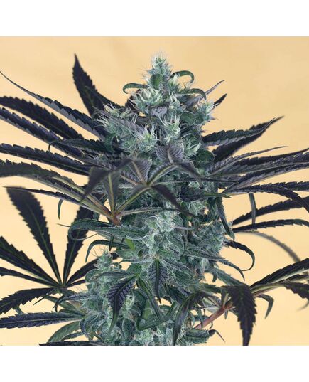 Produkt_Blueberry Headband - Humboldt Seeds_, 2 image_Cannadusa_Marktplatz_Kaufen