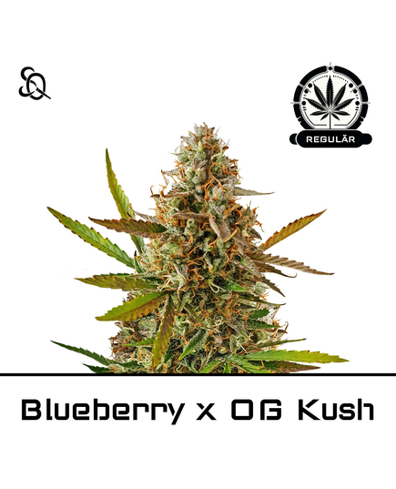 Product_Blueberry x OG Kush Regulär_Cannadusa_Marketplace_Buy