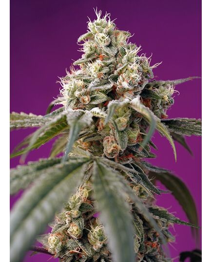 Product_Auto Bruce Banner – Sweet Seeds, 2 image_Cannadusa_Marketplace_Buy