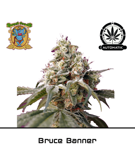 Produkt_Auto Bruce Banner – Sweet Seeds__Cannadusa_Marktplatz_Kaufen