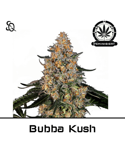 Produkt_Bubba Kush GWG__Cannadusa_Marktplatz_Kaufen