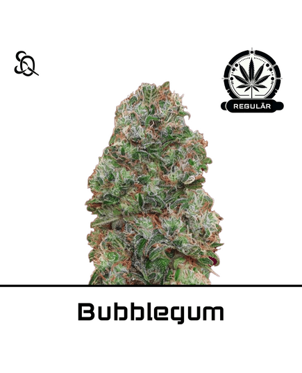 Produkt_Bubblegum Regulär__Cannadusa_Marktplatz_Kaufen