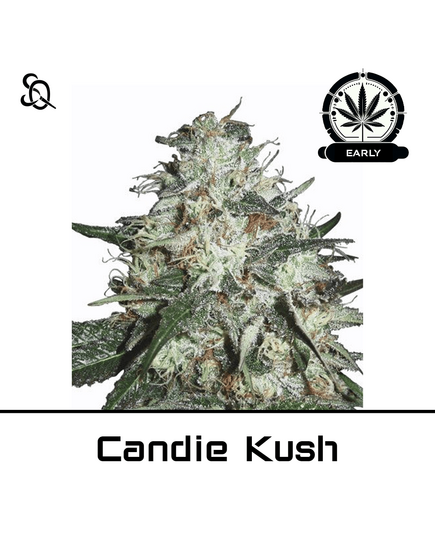 Produkt_Candy Kush Early Version__Cannadusa_Marktplatz_Kaufen