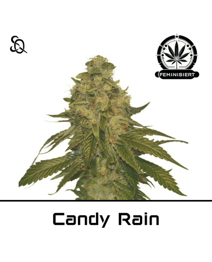 Produkt_Candy Rain__Cannadusa_Marktplatz_Kaufen