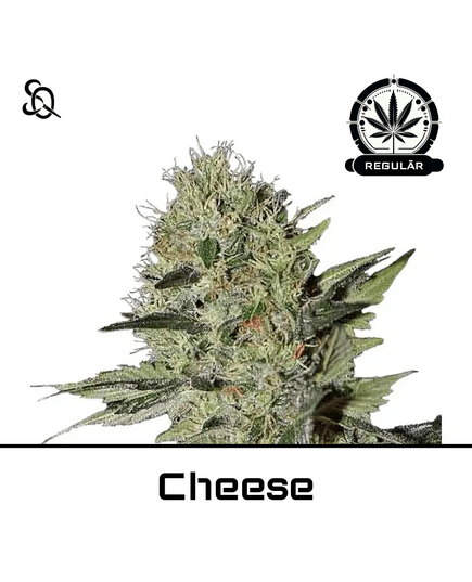 Product_Cheese Regulär_Cannadusa_Marketplace_Buy