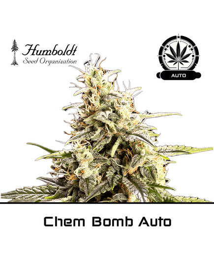 Product_Chem Bomb Auto - Humboldt Seeds_Cannadusa_Marketplace_Buy