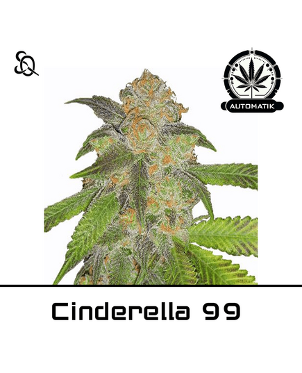 Produkt_Automatik Cinderella 99__Cannadusa_Marktplatz_Kaufen