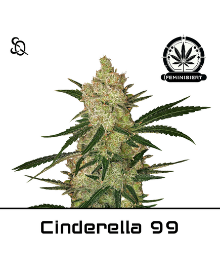 Produkt_Cinderella 99__Cannadusa_Marktplatz_Kaufen