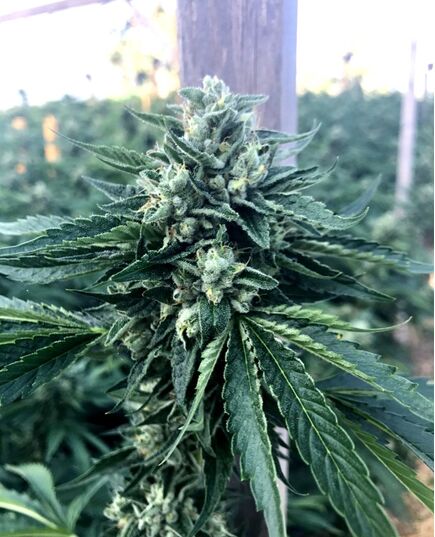 Product_Cinnamon Buddha OG - Humboldt Seeds, 2 image_Cannadusa_Marketplace_Buy