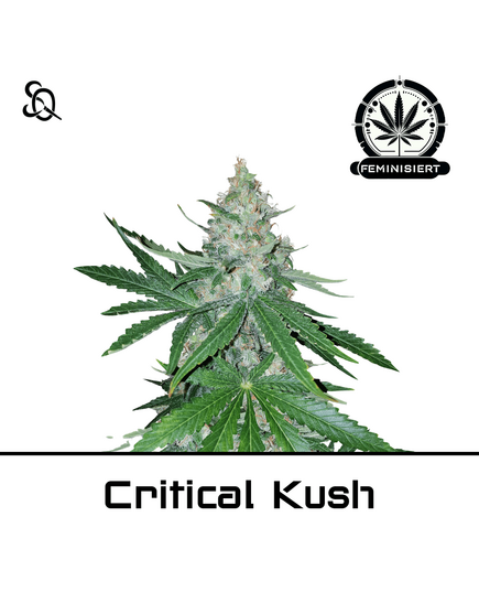 Produkt_Critical Kush__Cannadusa_Marktplatz_Kaufen