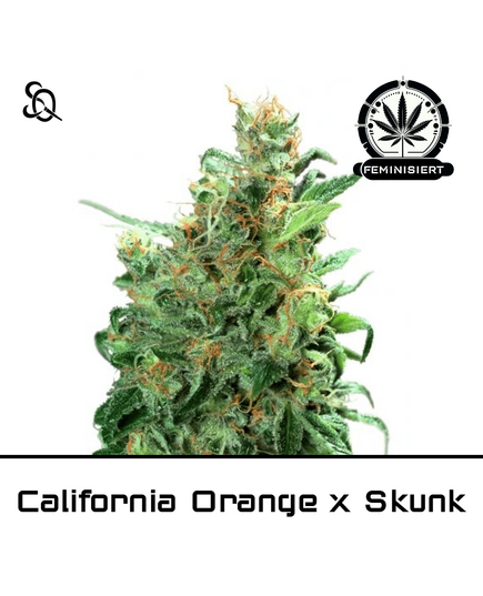 Product_California Orange X Skunk_Cannadusa_Marketplace_Buy