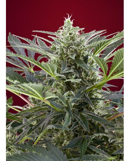 Produkt_Cream 47 - Sweet Seeds_, 2 image_Cannadusa_Marktplatz_Kaufen