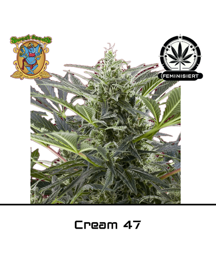 Produkt_Cream 47 - Sweet Seeds__Cannadusa_Marktplatz_Kaufen