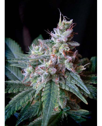 Product_Cream Caramel – Sweet Seeds, 3 image_Cannadusa_Marketplace_Buy