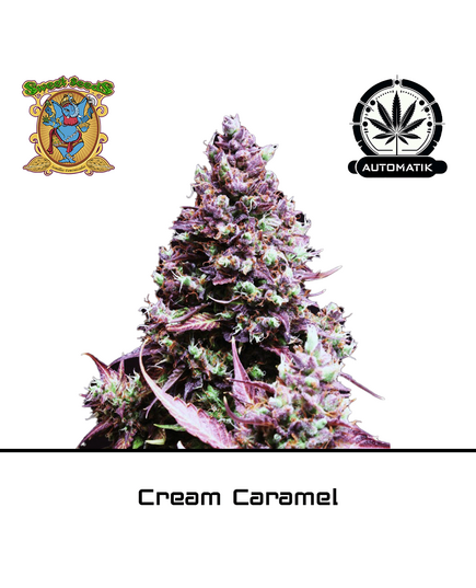 Product_Auto Cream Caramel – Sweet Seeds_Cannadusa_Marketplace_Buy