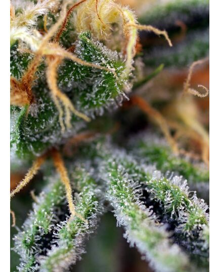 Product_Cream Caramel – Sweet Seeds, 4 image_Cannadusa_Marketplace_Buy