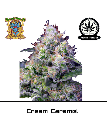 Product_Cream Caramel – Sweet Seeds_Cannadusa_Marketplace_Buy