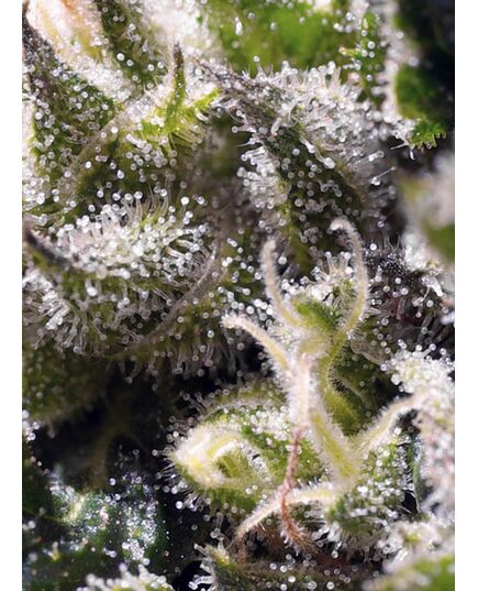 Produkt_Auto Cream Caramel – Sweet Seeds_, 3 image_Cannadusa_Marktplatz_Kaufen