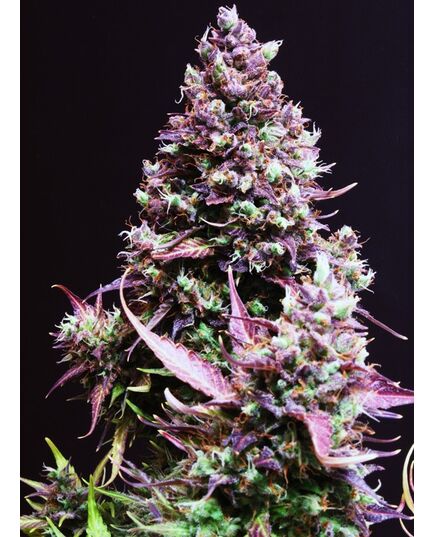 Produkt_Auto Cream Caramel – Sweet Seeds_, 2 image_Cannadusa_Marktplatz_Kaufen