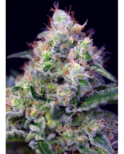 Product_Cream Caramel – Sweet Seeds, 2 image_Cannadusa_Marketplace_Buy