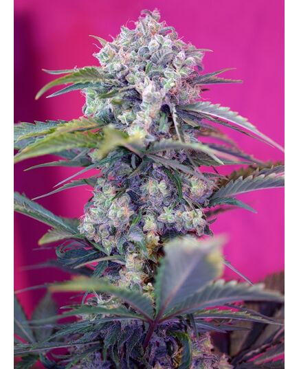 Produkt_Auto Cream Mandarine – Sweet Seeds_, 2 image_Cannadusa_Marktplatz_Kaufen