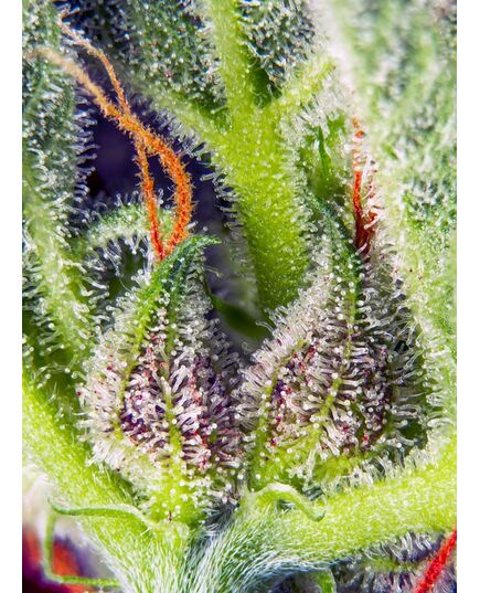 Product_Auto Cream Mandarine XL - Sweet Seeds, 3 image_Cannadusa_Marketplace_Buy