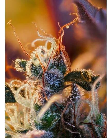 Product_Auto Cream Mandarine XL - Sweet Seeds, 4 image_Cannadusa_Marketplace_Buy