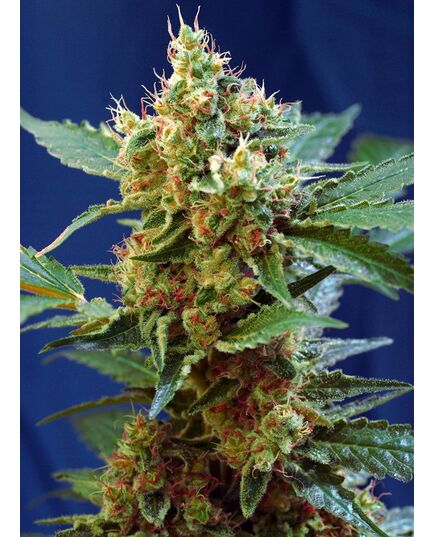 Product_Auto Cream Mandarine XL - Sweet Seeds, 2 image_Cannadusa_Marketplace_Buy