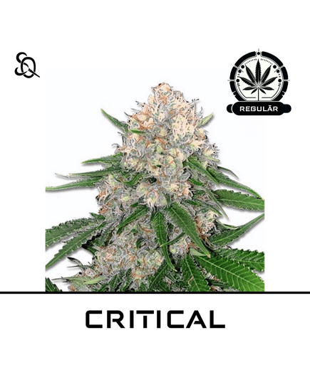 Produkt_Critical Regulär__Cannadusa_Marktplatz_Kaufen