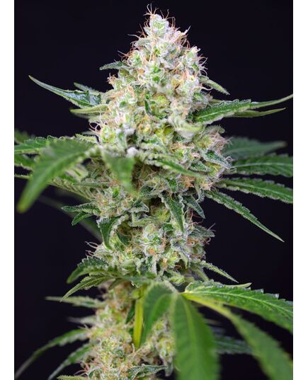 Product_Crystal Candy – Sweet Seeds, 3 image_Cannadusa_Marketplace_Buy