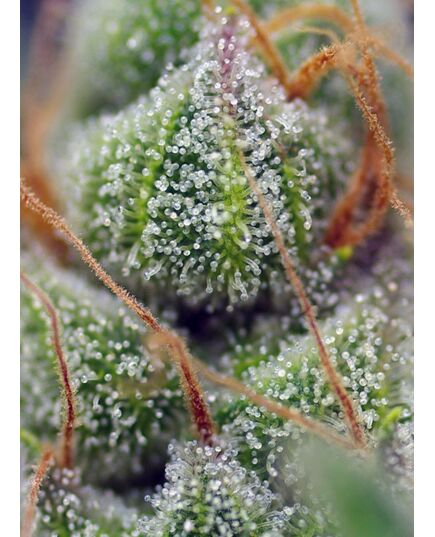 Product_Crystal Candy – Sweet Seeds, 4 image_Cannadusa_Marketplace_Buy